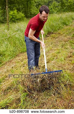 Man using rake, hand tool, farming, Guipuzcoa, Basque Country, Spain View Large Photo Image Stock Photo - Man using rake, hand tool, farming, Guipuzcoa, Basque Country, Spain. Fotosearch