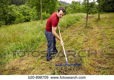 Man using rake, hand tool, farming, Guipuzcoa, Basque Country, Spain View Large Photo Image Stock Photo - Man using rake, hand tool, farming, Guipuzcoa, Basque Country, Spain. Fotosearch