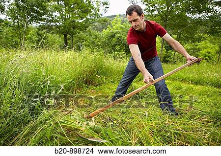Man using scythe, hand tool, farming, Guipuzcoa, Basque Country, Spain View Large Photo Image Picture - Man using scythe, hand tool, farming, Guipuzcoa, Basque Country, Spain. Fotosearch