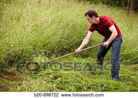 Man using scythe, hand tool, farming, Guipuzcoa, Basque Country, Spain View Large Photo Image Stock Image - Man using scythe, hand tool, farming, Guipuzcoa, Basque Country, Spain. Fotosearch