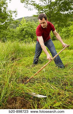 Man using scythe, hand tool, farming, Guipuzcoa, Basque Country, Spain View Large Photo Image Stock Image - Man using scythe, hand tool, farming, Guipuzcoa, Basque Country, Spain. Fotosearch