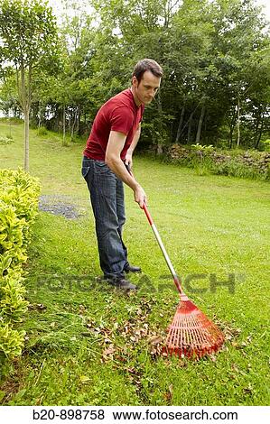 Man using sweep rake to pull and collect leaves, garden tool, Guipuzcoa, Basque Country, Spain View Large Photo Image Stock Photo - Man using sweep rake to pull and collect leaves, garden tool, Guipuzcoa, Basque Country, Spain. Fotosearch