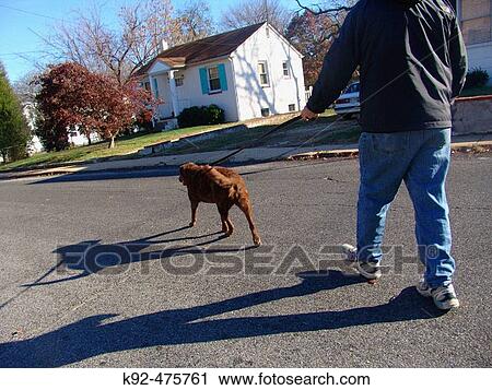 Man walking a dog in Annapolis, Maryland. USA. View Large Photo Image Stock Image - Man walking a dog in Annapolis, Maryland. USA.. Fotosearch