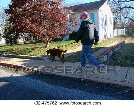 Man walking a dog in Annapolis, Maryland. USA. View Large Photo Image Stock Image - Man walking a dog in Annapolis, Maryland. USA.. Fotosearch