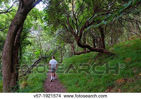 Man walking in the forest. Asturias, Spain. View Large Photo Image Picture - Man walking in the forest. Asturias, Spain.. Fotosearch