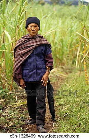 man walking on a path through the sugar cane fields, Sumatra island, Republic of Indonesia, Southeast Asia and Oceania View Large Photo Image Stock Photo - man walking on a path through the sugar cane fields, Sumatra island, Republic of Indonesia, Southeast Asia and Oceania. Fotosearch