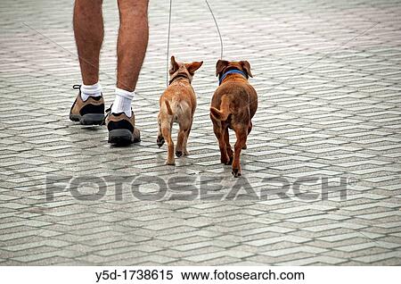 man walking out two small dogs on a leash View Large Photo Image Stock Photography - man walking out two small dogs on a leash. Fotosearch