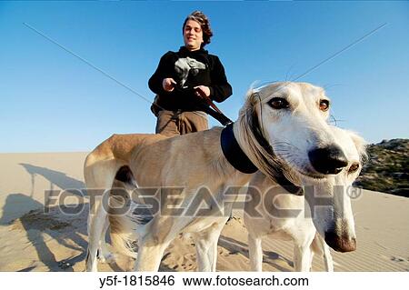 Stock Photograph - Man walking Saluki dogs on the dunes at Cascais, Portugal. Fotosearch
