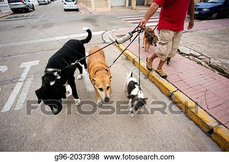 Stock Photo - Man walking with four dogs. Piles, Valencia, Spain. Fotosearch