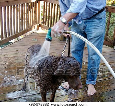 Man washing dog View Large Photo Image Stock Image - Man washing dog. Fotosearch