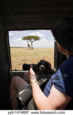 Stock Photo - Man watching giraffe through safari vehicle window - Masai Mara National Reserve, Kenya. Fotosearch