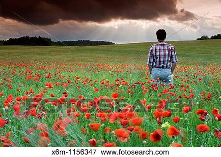 Man watching storm clouds on a poppy field Papaver rhoeas Ayegui, Navarre, Spain, Europe View Large Photo Image Stock Photo - Man watching storm clouds on a poppy field Papaver rhoeas Ayegui, Navarre, Spain, Europe. Fotosearch