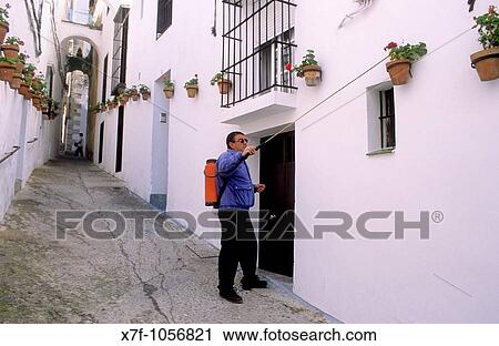 Man watering flowers In Cuna street, Arcos de la Frontera, Pueblos Blancos? white towns?, Cadiz province, Andalucia, Spain View Large Photo Image Stock Image - Man watering flowers In Cuna street, Arcos de la Frontera, Pueblos Blancos? white towns?, Cadiz province, Andalucia, Spain. Fotosearch