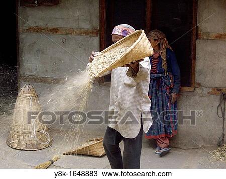Stock Image - Man winnowing cereal in his yard in Vashist, Himachal Pradesh, India. Fotosearch