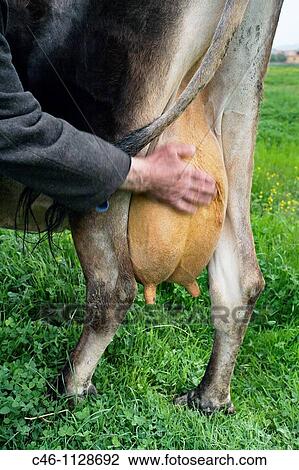 Man with a cow. Lushnja. Albania. View Large Photo Image Stock Image - Man with a cow. Lushnja. Albania.. Fotosearch