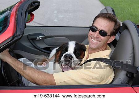 Man with a dog in a Convertible View Large Photo Image Picture - Man with a dog in a Convertible. Fotosearch