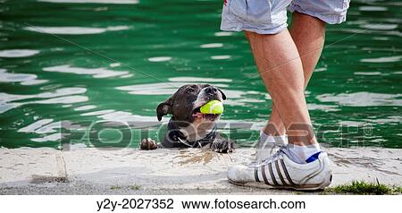 Man with dog and tennis ball in London, UK. View Large Photo Image Stock Image - Man with dog and tennis ball in London, UK.. Fotosearch