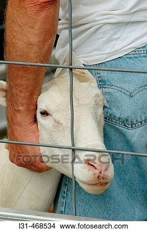 Man with his sheep which is for sale View Large Photo Image Picture - Man with his sheep which is for sale. Fotosearch
