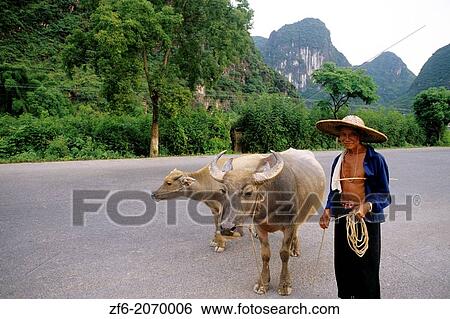 Man with oxen near the Li River in Guilin China. View Large Photo Image Stock Photograph - Man with oxen near the Li River in Guilin China.. Fotosearch