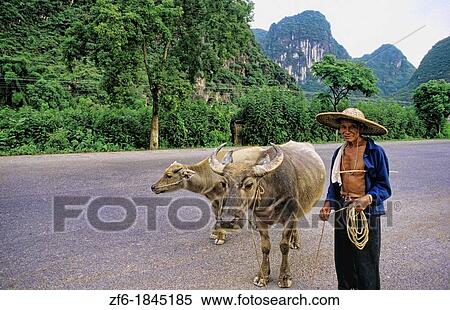 Man with oxen near the Li River in Guilin China View Large Photo Image Stock Photography - Man with oxen near the Li River in Guilin China. Fotosearch