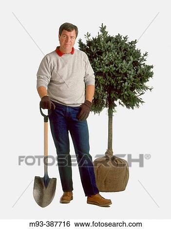 Man with shovel in front of balled tree ready to be planted. View Large Photo Image Stock Photograph - Man with shovel in front of balled tree ready to be planted.. Fotosearch