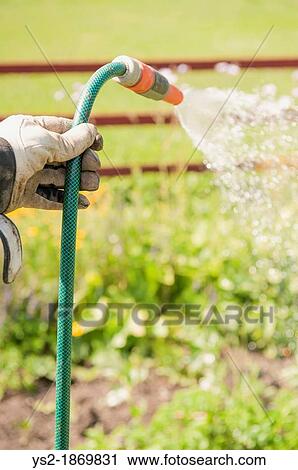 Man with working gloves holding a sprinkler and spraying water on his vegetables and plants View Large Photo Image Stock Image - Man with working gloves holding a sprinkler and spraying water on his vegetables and plants. Fotosearch