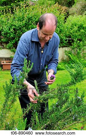 Managing director of Auberge du Val in St Saviours in his herb garden Guernsey, Channel Islands, UK View Large Photo Image Stock Image - Managing director of Auberge du Val in St Saviours in his herb garden Guernsey, Channel Islands, UK. Fotosearch
