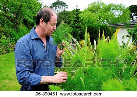 Stock Image - Managing director of Auberge du Val in St Saviours in his herb garden Guernsey, Channel Islands, UK. Fotosearch