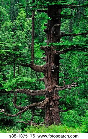 Stock Photograph - Manali is surrounded by Himalayan deep mountains. Fotosearch