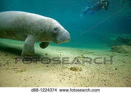 Manatee Florida Manatee Three Sisters Springs 3 Sisters Springs Crystal River Florida United States Trichechus manatus latirostris Order: Sirenia Family: Trichechidae. View Large Photo Image Picture - Manatee Florida Manatee Three Sisters Springs 3 Sisters Springs Crystal River Florida United States Trichechus manatus latirostris Order: Sirenia Family: Trichechidae.. Fotosearch