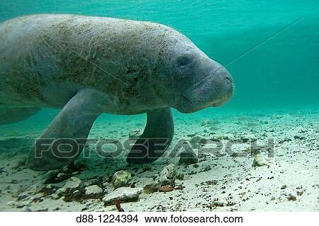 Manatee Florida Manatee Three Sisters Springs 3 Sisters Springs Crystal River Florida United States Trichechus manatus latirostris Order: Sirenia Family: Trichechidae. View Large Photo Image Picture - Manatee Florida Manatee Three Sisters Springs 3 Sisters Springs Crystal River Florida United States Trichechus manatus latirostris Order: Sirenia Family: Trichechidae.. Fotosearch