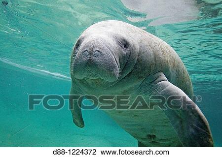Manatee Florida Manatee Three Sisters Springs 3 Sisters Springs Crystal River Florida United States Trichechus manatus latirostris Order: Sirenia Family: Trichechidae. View Large Photo Image Stock Image - Manatee Florida Manatee Three Sisters Springs 3 Sisters Springs Crystal River Florida United States Trichechus manatus latirostris Order: Sirenia Family: Trichechidae.. Fotosearch