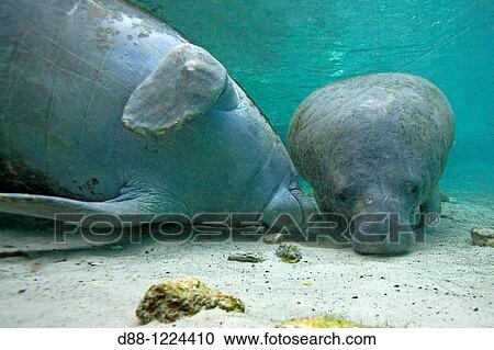 Manatee Florida Manatee Three Sisters Springs 3 Sisters Springs Crystal River Florida United States Trichechus manatus latirostris Order: Sirenia Family: Trichechidae. View Large Photo Image Stock Image - Manatee Florida Manatee Three Sisters Springs 3 Sisters Springs Crystal River Florida United States Trichechus manatus latirostris Order: Sirenia Family: Trichechidae.. Fotosearch
