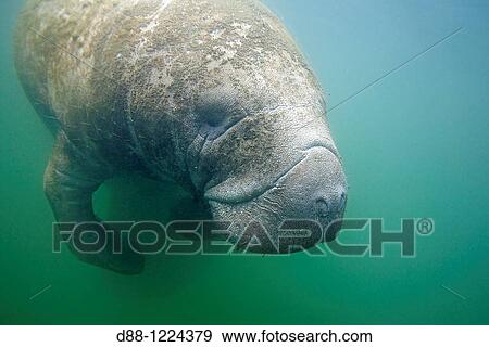 Manatee Florida Manatee Three Sisters Springs 3 Sisters Springs Crystal River Florida United States Trichechus manatus latirostris Order: Sirenia Family: Trichechidae. View Large Photo Image Stock Photo - Manatee Florida Manatee Three Sisters Springs 3 Sisters Springs Crystal River Florida United States Trichechus manatus latirostris Order: Sirenia Family: Trichechidae.. Fotosearch