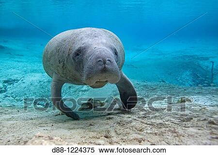 Manatee Florida Manatee Three Sisters Springs 3 Sisters Springs Crystal River Florida United States Trichechus manatus latirostris Order: Sirenia Family: Trichechidae. View Large Photo Image Stock Photography - Manatee Florida Manatee Three Sisters Springs 3 Sisters Springs Crystal River Florida United States Trichechus manatus latirostris Order: Sirenia Family: Trichechidae.. Fotosearch
