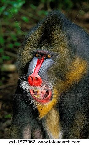 Mandrill, mandrillus sphinx, Portrait of Male with Open Mouth View Large Photo Image Stock Image - Mandrill, mandrillus sphinx, Portrait of Male with Open Mouth. Fotosearch