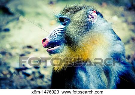Stock Image - Mandrill Mandrillus sphinx. Fotosearch
