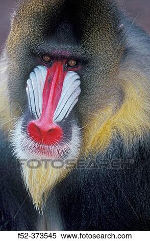 Mandrill (Mandrillus sphinx) View Large Photo Image Stock Photography - Mandrill (Mandrillus sphinx). Fotosearch