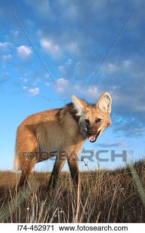 Maned Wolf (Chrysocyon brachyurus), solitary and mainly nocturnal, setting out to hurt in grassland at dusk. Serra da Canastra National Park, Brazil View Large Photo Image Stock Image - Maned Wolf (Chrysocyon brachyurus), solitary and mainly nocturnal, setting out to hurt in grassland at dusk. Serra da Canastra National Park, Brazil. Fotosearch