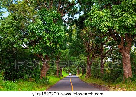 Mango tree tunnell, Puna, Island of Hawaii View Large Photo Image Stock Image - Mango tree tunnell, Puna, Island of Hawaii. Fotosearch