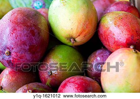 Mangoes, Hawaii, USA View Large Photo Image Stock Image - Mangoes, Hawaii, USA. Fotosearch