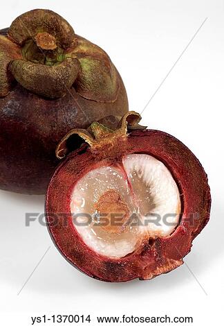 MANGOSTEEN FRUIT garcinia mangostana AGAINST WHITE BACKGROUND View Large Photo Image Picture - MANGOSTEEN FRUIT garcinia mangostana AGAINST WHITE BACKGROUND. Fotosearch