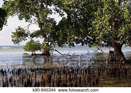 Mangrove forest with young roots peaking out of the surface of the coastal waters with two big trees on the side and a view over the Pacific ocean to the horizon, Vanua Lava, Banks Group, Vanuatu, Melanesia, South Pacific View Large Photo Image Picture - Mangrove forest with young roots peaking out of the surface of the coastal waters with two big trees on the side and a view over the Pacific ocean to the horizon, Vanua Lava, Banks Group, Vanuatu, Melanesia, South Pacific. Fotosearch