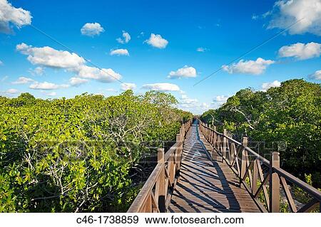 Stock Photo - Mangrove, Hotel Occidental Royal Hideaway Ensenachos, Cayo Ensenachos, near Cayo Santa Maria, Cayerias del Norte, Cuba.. Fotosearch