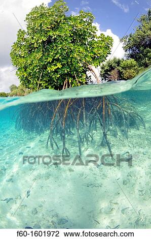 Mangrove, Rhizophora sp, in sand patch, U Province, Pohnpei, Federated States of Micronesia View Large Photo Image Stock Image - Mangrove, Rhizophora sp, in sand patch, U Province, Pohnpei, Federated States of Micronesia. Fotosearch