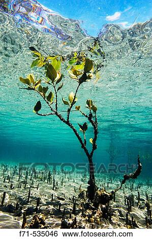 Stock Photograph - Mangrove shoot (Avicennia resinifera). Matapouri estuary. Northland. New Zealand. South Pacific Ocean. Fotosearch