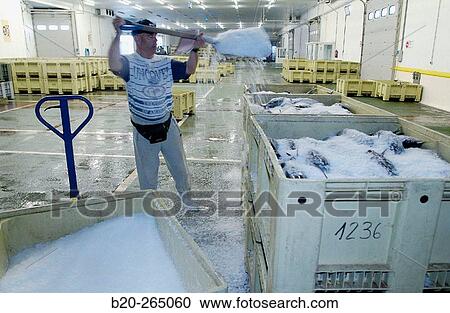 Manipulating tuna fish at the fish market. Getaria. Guipuzcoa. Basque Country. Spain View Large Photo Image Stock Image - Manipulating tuna fish at the fish market. Getaria. Guipuzcoa. Basque Country. Spain. Fotosearch
