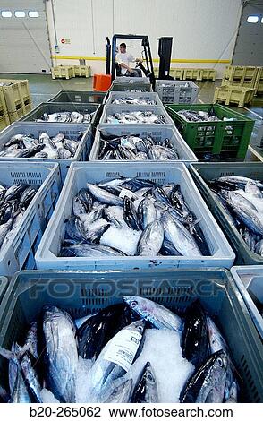 Manipulating tuna fish at the fish market. Getaria. Guipuzcoa. Basque Country. Spain View Large Photo Image Stock Image - Manipulating tuna fish at the fish market. Getaria. Guipuzcoa. Basque Country. Spain. Fotosearch