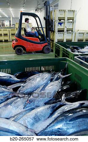 Stock Photo - Manipulating tuna fish at the fish market. Getaria. Guipuzcoa. Basque Country. Spain. Fotosearch