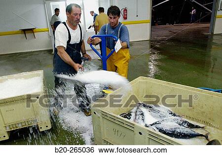 Manipulating tuna fish at the fish market. Getaria. Guipuzcoa. Basque Country. Spain View Large Photo Image Stock Photograph - Manipulating tuna fish at the fish market. Getaria. Guipuzcoa. Basque Country. Spain. Fotosearch